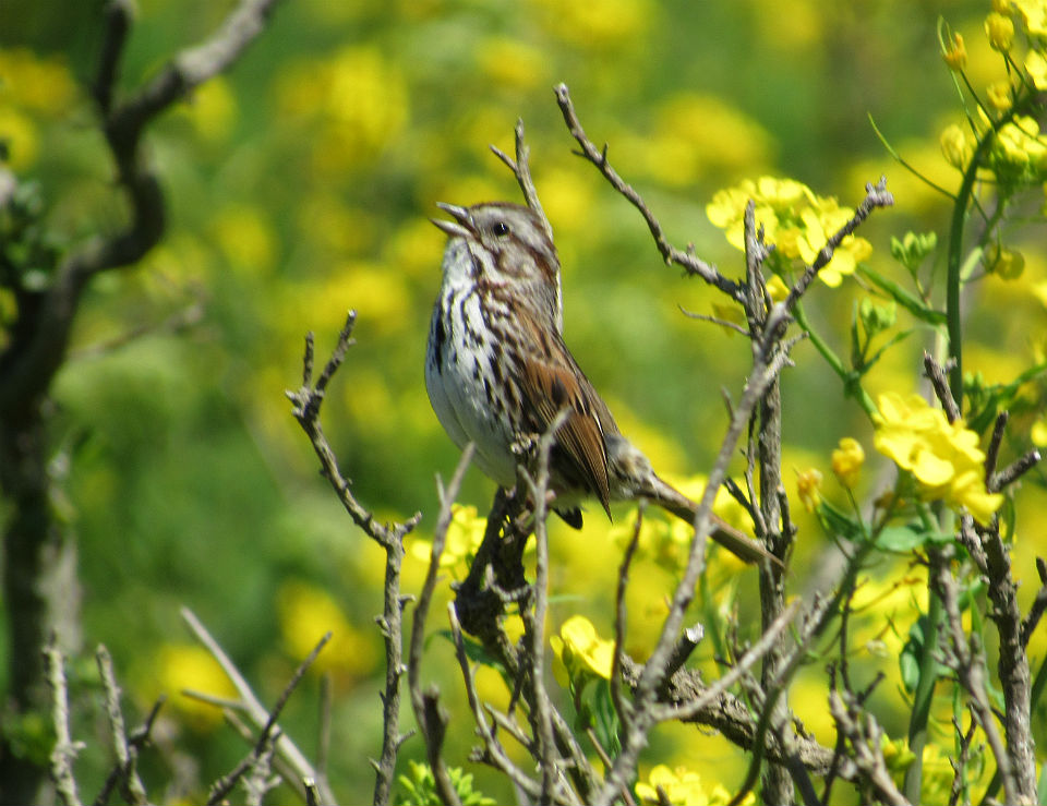 Song Sparrow